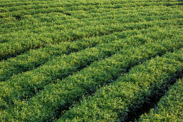 Fototapeta na wymiar Green Tea Plantations