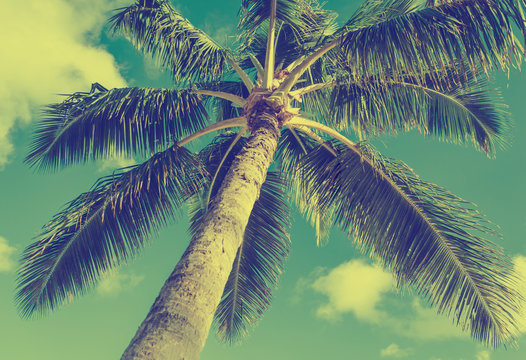 Vintage Palms tree background