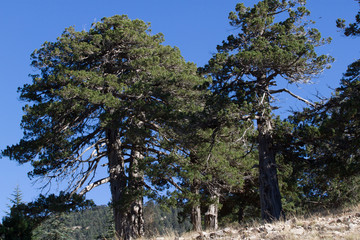 Lebanese cedar pinecone in the forest in the mountains