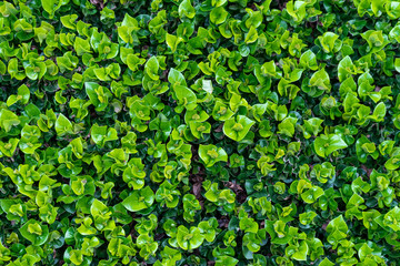 Green leaf in natural