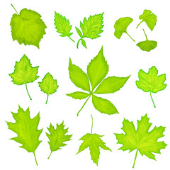 Fototapeta na wymiar green leaves isolated background