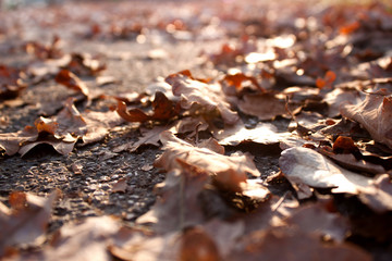 A ray of sunlight on the fallen autumn leaves