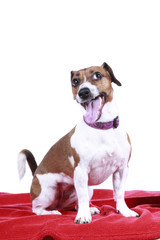 Hübscher Jack Russell Terrier auf roter Decke