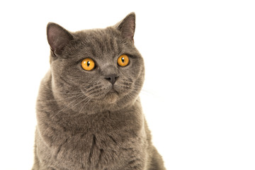 British shorthair cat looking away isolated on a white background