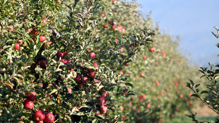 ripe apples ready for harvesting