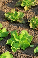 Laitue du potager