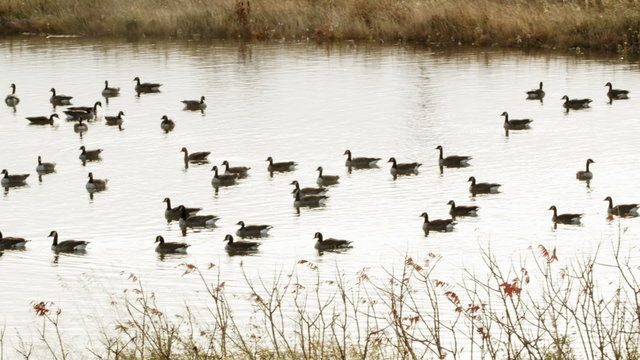 Panning Footage of a Swimming Group of Canada Geese.