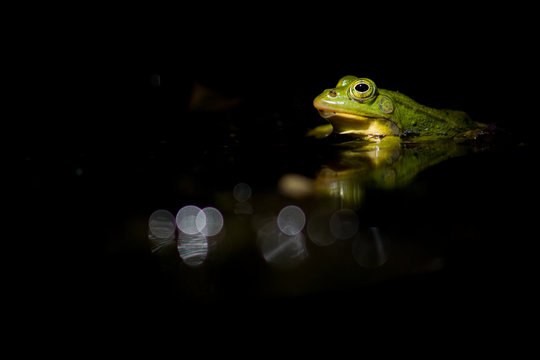 Green frog in dark black water