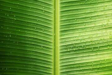 water drop on banana leaf