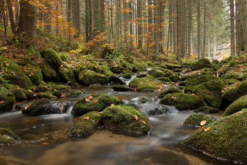 Autumn forest with trees and a river with rocks