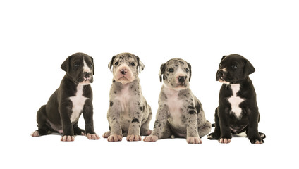 Cute four great dane puppy dog litter isolated on a white background