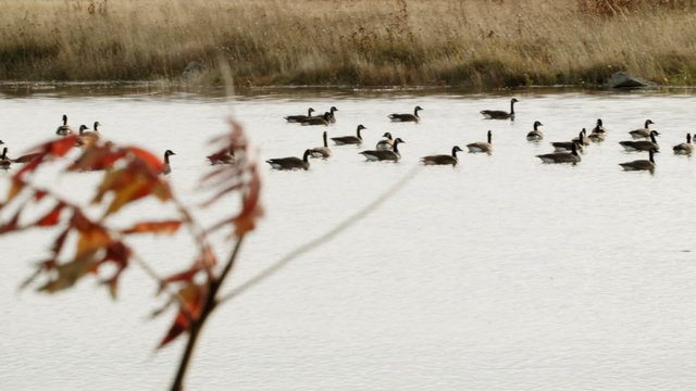 Panning Footage of a Swimming Group of Canada Geese.