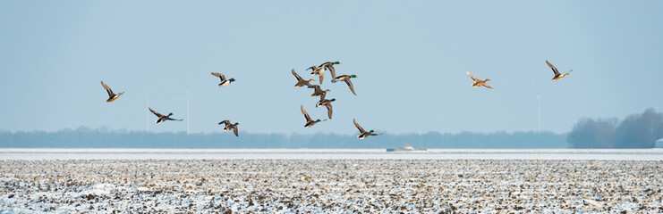 Birds flying over a snowy field in winter