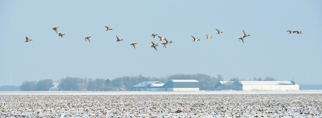 Birds flying over a snowy field in winter
