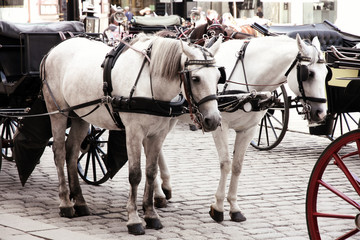 Fototapeta na wymiar Horse-driven carriage at Hofburg palace, Vienna, Austria