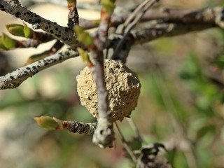 Nest einer Töpferwespe (Eumenes sp.)