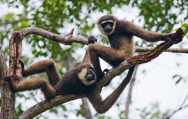 Two Gibbon sitting on the tree. Indonesia. The island of Kalimantan (Borneo). An excellent illustration.