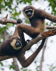 Two Gibbon sitting on the tree. Indonesia. The island of Kalimantan (Borneo). An excellent illustration.