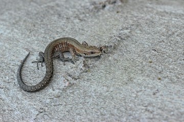 Junge Waldeidechse (Zootoca vivipara) auf Baumstamm
