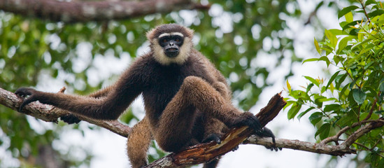 Gibbon sitting on the tree. Indonesia. The island of Kalimantan (Borneo). An excellent illustration.
