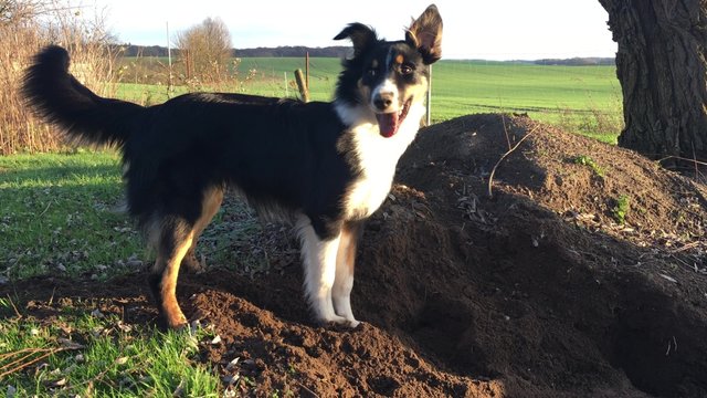 Junger Hund gr&auml;bt in der Sonne