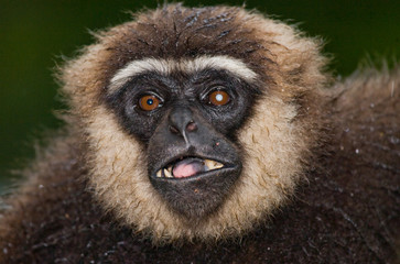 Portrait of Gibbon. Close-up. Indonesia. The island of Kalimantan (Borneo). An excellent illustration.