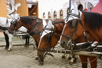 Türaufkleber Horse-driven carriage at Hofburg palace, Vienna, Austria © Vladimir Mucibabic