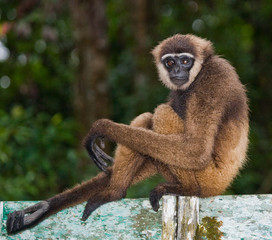Portrait of Gibbon. Close-up. Indonesia. The island of Kalimantan (Borneo). An excellent illustration.
