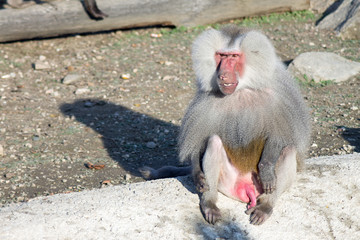 Naklejka premium baboon portrait