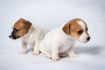 Jack russell terrier