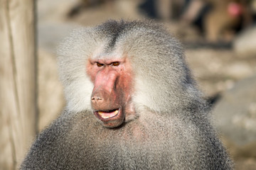 baboon portrait