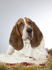 A basset hound with a white bow.