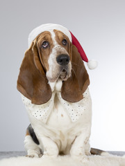 A basset hound with a Christmas hat.