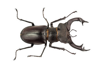 isolated stag beetle