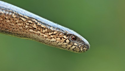 Blindschleiche (Anguis fragilis)
