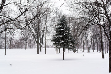 a pin in the middle of Mont-royal park forest under the snow during winter