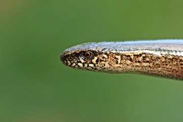 Blindschleiche (Anguis fragilis)
