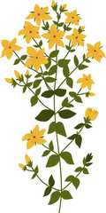 Illustration of the plant Hypericum, isolated vector on a transparent background
