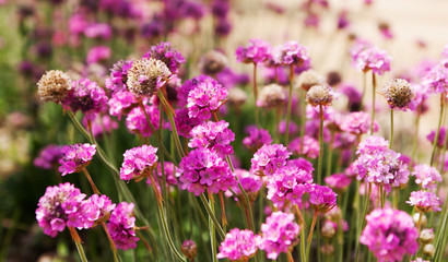 Fields of flowers