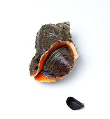 Veined rapa whelk and small mussel