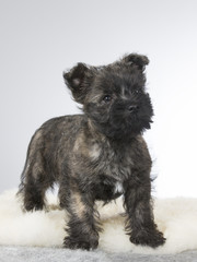 A tiny terrier puppy in a portrait. Image taken in a studio.