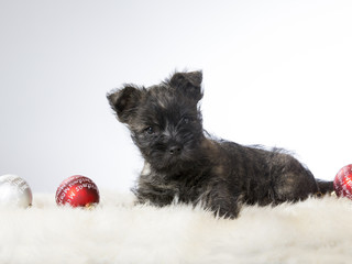 A tiny terrier puppy in a portrait. Image taken in a studio. Puppy has some Christmas ornaments next to it.