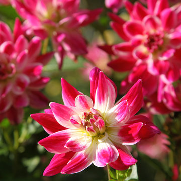 Dahlia rose
