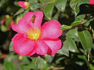 Guèpe sur une fleur de camélia d'automne