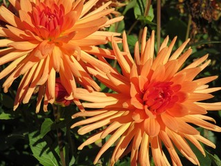 Obraz premium dahlia