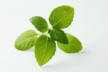 Fresh Basil Twig Isolated on White Background