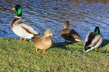 Ducks standing in the sun.