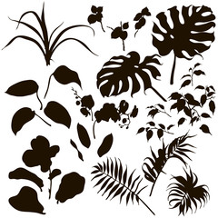 Set of tropical plants silhouette.