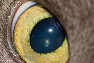 Naklejka premium cat's eye