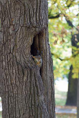 the squirrel sits in a hollow